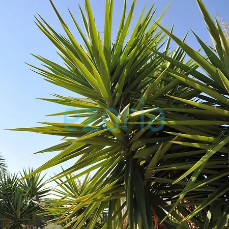 Isol Villa Paphos